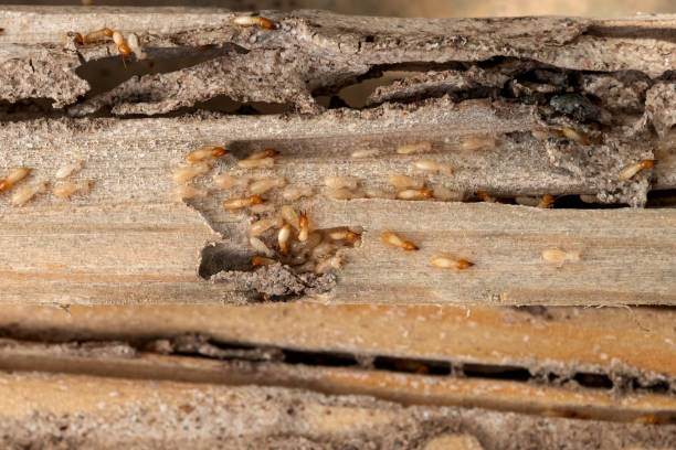 Best Pest Control for Businesses  in Laurel, VA